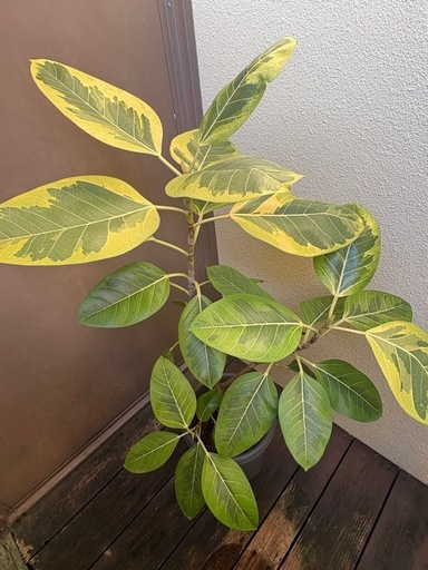 フィカス アルテシマ 観葉植物 130cm