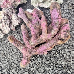 ライブロック、人工ライブロックの画像