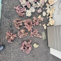 ライブロック、人工ライブロックの画像