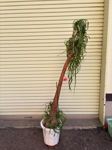 No.217ポニーテール　観葉植物１７０センチ