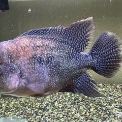 🐠フラワーホーン 全長±16〜17㎝ 2,500円 No.01の画像