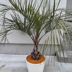 ココスヤシの画像