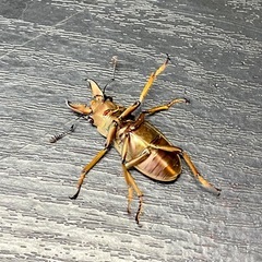 【ネット決済 現状払い可　配送可】♂2頭　チュウホソアカクワガタの画像