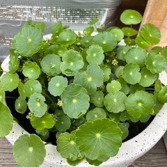 水蓮鉢①の画像