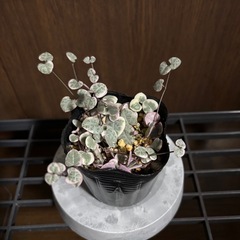 ハートカズラレディハート④の画像