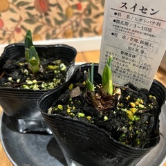 口紅水仙 スイセン2p ガーデニング花植物の画像