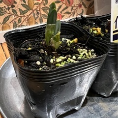 口紅水仙 スイセン2p ガーデニング花植物の画像