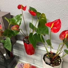 観葉植物🪴アンスリューム小🌺の画像