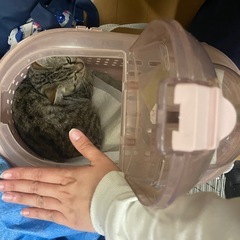 【リリース直前】 1.5キロ　小さくて　とびきり可愛い　子猫