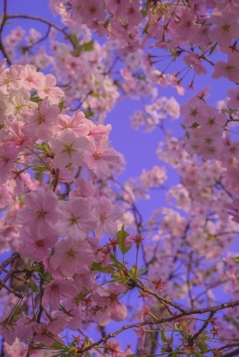 Sony α6400 ＋ SIGMA 18-50mm F2.8 セット / 即撮影可 / 付属品多数