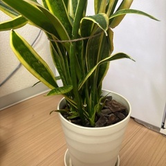 サンスベリアの画像