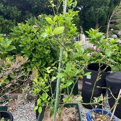 水仙　球根　差の画像