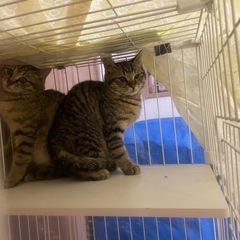 【お話中】寄り添う　兄弟　子猫　いつも一緒