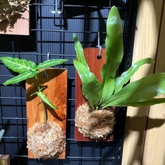 シンゴニウムの画像