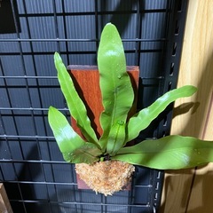 オオタニワタリの画像