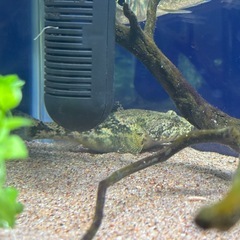 どんこ ドンコ の画像