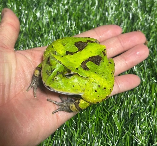 アマゾンツノガエル　フルグリーン