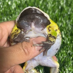 アマゾンツノガエル　フルグリーンの画像