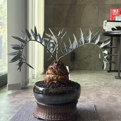 エンセファラルトス ホリダス 塊根14センチ超高級鉢 早い物勝ち！の画像