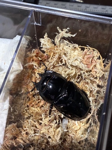 タランドゥスオオツヤクワガタ　　ペア