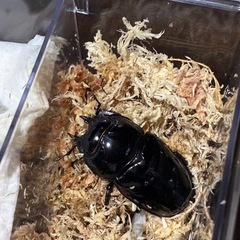 タランドゥスオオツヤクワガタ　　ペアの画像