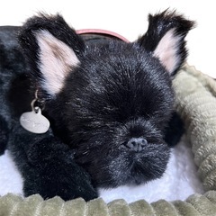 ニニアンドキノ パーフェクトペット フレンチブルドッグの画像