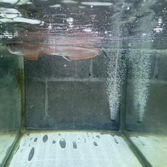 水槽セットとシルバーアロワナ2匹の画像