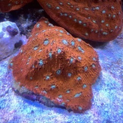 キッカサンゴ　スーパーレッド　約14cmの画像