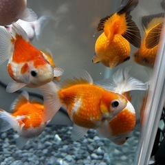 ピンポンパール 金魚の画像