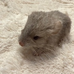 チンチラベビーシナモンカラーご予約承り中②