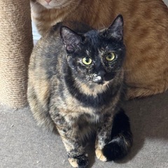 甘えん坊でおしゃべりな女の子！