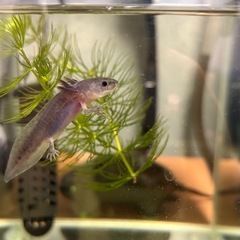 ウーパールーパーの画像