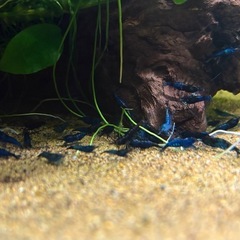 カラーシュリンプ　青系　　ブルー　ブルーベルベットシュリンプの画像