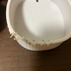 ワンチャン餌水給機の画像