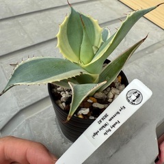 アガベポタトラム　アイスクリームの画像