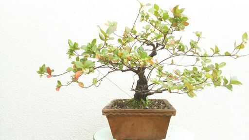 盆栽ゴモジュ