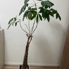 観葉植物2鉢まとめて🪴大切に育ててくださる方へ（500円）の画像