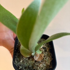 ビカクシダ　サンバウェンセ　観葉植物の画像