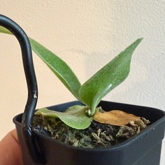 ビカクシダ　サンバウェンセ　観葉植物の画像