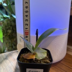 ビカクシダ　サンバウェンセ　観葉植物の画像