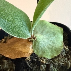 ビカクシダ　サンバウェンセ　観葉植物の画像