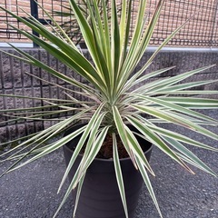 ユッカアロイフォリアの画像