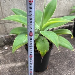 植物　アガベ　アテナータ②の画像