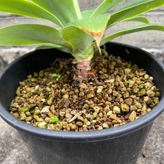  植物　アガベ　アテナータ③の画像