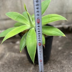  植物　アガベ　アテナータ③の画像