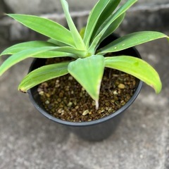 植物　アガベ　アテナータ⑤の画像