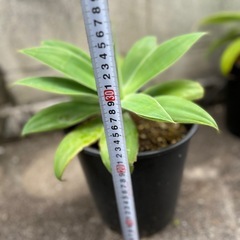 植物　アガベ　アテナータ⑤の画像