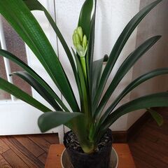 花クンシランの画像