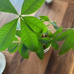 パキラ　陶器の鉢つきの画像