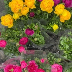 20260226ラナンキュラス　マシェの画像